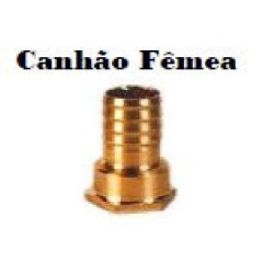 CANHAO LATAO FEMEA 2