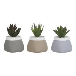 PLANTA CATO EM VASO 9X6CM