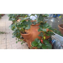 MORANGUEIRO BARRO REDONDO...